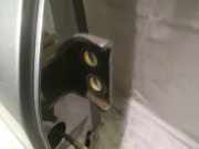 Türscharnier Hinten Peugeot 307, 2005.06 - 2008.06 Gebraucht,