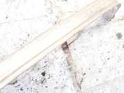 Halteband Kraftstoffbehälter Volkswagen Golf Plus, 2005.01 - 2008.05 Gebraucht, BLF