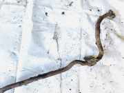 Stabilisator Stabi Hinten Hinterachse Volvo XC90, 2002.10 - 2007.06 Gebraucht,