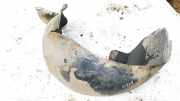 Radhausschale - Hinten Linke Mercedes-Benz W203, 2000.05 - 2004.02 A2036980330,A2036980330