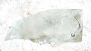 Seitenscheibe - Vorne Linke Nissan Almera, N15 1995.07 - 1998.06 8032041L00,