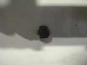 Waschwasserdüse Scheibenreinigung Volvo V70, I 1996.11 - 2001.01 Gebraucht,