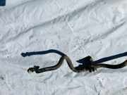 Stabilisator Vorne Nissan Qashqai, I 2006.01 - 2010.06 Gebraucht,