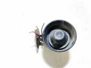 Alarmanlage Fiat Panda 2003 - 2012 Gebraucht,