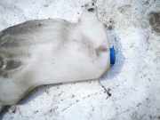 Scheibenwaschbehälter Vorne Wischwasserbehälter Fiat Stilo, 2001.10 - 2007.01 Gebraucht,