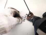 Sicherheitsgurt - Hinten Linke Opel Vectra, B 2000.09 - 2002.04 facelift 90462771,