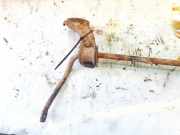 Stabilisator Stabi Hinten Hinterachse Mercedes-Benz W203, 2000.05 - 2004.02 Gebraucht,