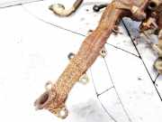 Abgaskrümmer Toyota Avensis, II 2006.03 - 2008.12 facelift Gebraucht,