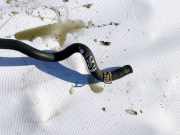 Kühlerschlauch Nissan Primera, P12 2002.01 - 2008.12 Gebraucht,