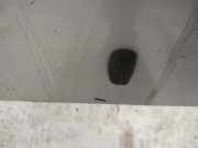 Waschwasserdüse Scheibenreinigung Ford Focus, 1998.10 - 2002.10 Gebraucht,