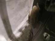 T?rfangband T?rbremse T?rstopper - Hinten Linke Renault Espace, IV 2002.11 - 2014.12 Gebraucht,