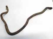 Kühlerschlauch Citroen C-Crosser, I 2007.01 - 2012.12 Gebraucht,