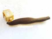 Lautsprecher Nissan Primera, P12 2002.01 - 2008.12 Gebraucht,