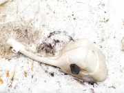 Scheibenwaschbeh?lter Vorne Wischwasserbeh?lter Ford Fiesta, V 2002.01 - 2004.12 2s6117618ad,2s61-17618-ad