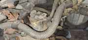 AGR Ventil Opel Astra, H 2004.03 - 2009.12 Gebraucht,