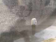 Waschwasserdüse Scheibenreinigung Mazda 2, DY 2003.02 - 2007.10 Gebraucht,