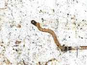 Stabilisator Vorne Toyota Yaris Verso, 1999.11 - 2005.09 Gebraucht,