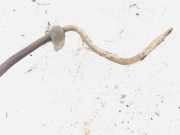 Stabilisator Vorne Volvo S80, 1998.05 - 2004.06 Gebraucht,