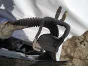 Lang Heckklappe Scharniere Scharnier - Hinten Rechts Audi A3, 8P 2003.05 - 2005.06 Gebraucht,