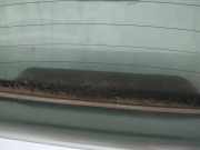 Zusatzbremsleuchte Nissan Almera, N16 2003.01 - 2006.12 facelift Gebraucht,