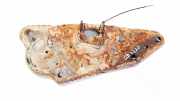 Federteller Citroen C4 Grand Picasso, I 2006.01 - 2013.06 Gebraucht,