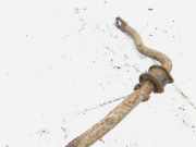 Stabilisator Stabi Hinten Hinterachse Audi A4, B6 2000.11 - 2004.11 Gebraucht,