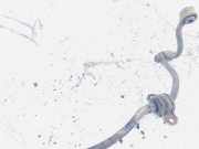 Stabilisator Stabi Hinten Hinterachse Nissan Qashqai, I 2006.01 - 2010.06 Gebraucht,