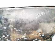 Radhausschale - Vorne Linke BMW 3-Series, E46 1998.02 - 2002.06 Gebraucht,