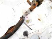 Stabilisator Vorne Citroen Xsara Picasso, I 1999.12 - 2004.05 Gebraucht,