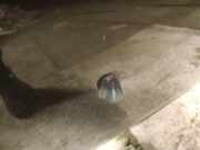 Waschwasserdüse Scheibenreinigung Suzuki Ignis 2000 - 2006 Gebraucht,