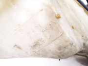 Scheibenwaschbehälter Vorne Wischwasserbehälter Volkswagen Passat, B5 1996.08 - 2000.11 3b0955453n,