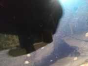 Waschwasserdüse Scheibenreinigung Mazda 5, CR 2005.02 - 2010.09 Gebraucht,