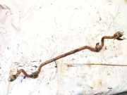 Stabilisator Stabi Hinten Hinterachse Volkswagen Sharan, 7M 1995.09 - 2000.04 Gebraucht, 59G