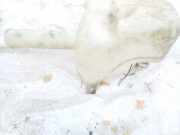 Scheibenwaschbehälter Vorne Wischwasserbehälter Mercury Cougar, VIII 1998.01 - 2002.12 24002276,