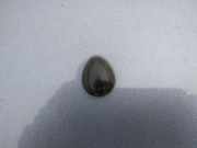Waschwasserdüse Scheibenreinigung Renault Scenic, I 1996.01 - 1999.09 Gebraucht,