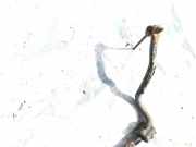 Stabilisator Vorne Peugeot 406, 1995.11 - 1999.03 Gebraucht,