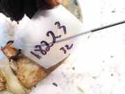 Intercooler Schlauch Fiat Bravo, 2006.11 - 2014 Gebraucht,