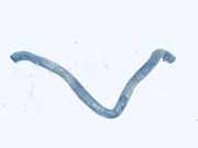 K?hlerschlauch Volkswagen Transporter, T4 1990.07 - 1996.01 Gebraucht, 1y