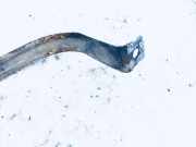 Halteband Kraftstoffbehälter Volkswagen Golf, IV 1997.08 - 2003.10 Gebraucht,