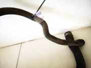 Kühlerschlauch Peugeot 407, 2004.05 - 2010.12 Gebraucht,