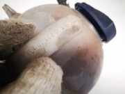 Ausgleichsbehälter Volkswagen Bora, 1998.01 - 2005.12 1j0121403b, ATD