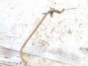 Halteband Kraftstoffbehälter Volkswagen Phaeton, 2002.04 - 2006 Gebraucht, AYT