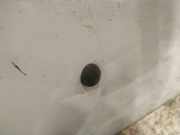 Waschwasserdüse Scheibenreinigung Dacia Sandero, I 2008.01 - 2012.03 Gebraucht,