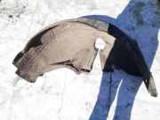 Radhausschale - Hinten Linke Audi A4, B6 2000.11 - 2004.11 Gebraucht,