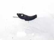 Gleitschiene Steuerkette Citroen Jumper, II 2006 - 2016.12 3S7O6L266AE,3S7O-6L266-AE