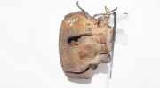 Bremssattel - Vorne Linke Audi A6, C5 1997.01 - 2001.08 Gebraucht,