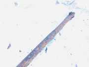 Stabilisator Stabi Hinten Hinterachse Peugeot 807, 2002.06 - 2012.05 Gebraucht,