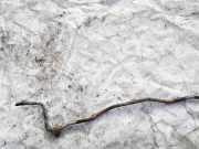 Stabilisator Stabi Hinten Hinterachse Opel Vectra, C 2002.04 - 2005.10 Gebraucht,