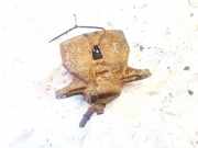 Bremssattel - Vorne Rechts Lexus IS, II 2005.10 - 2013.03 6028, 60-28