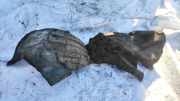 Radhausschale - Hinten Rechts Ford Kuga, I 2008.01 - 2012.06 8V41S278B50AD,